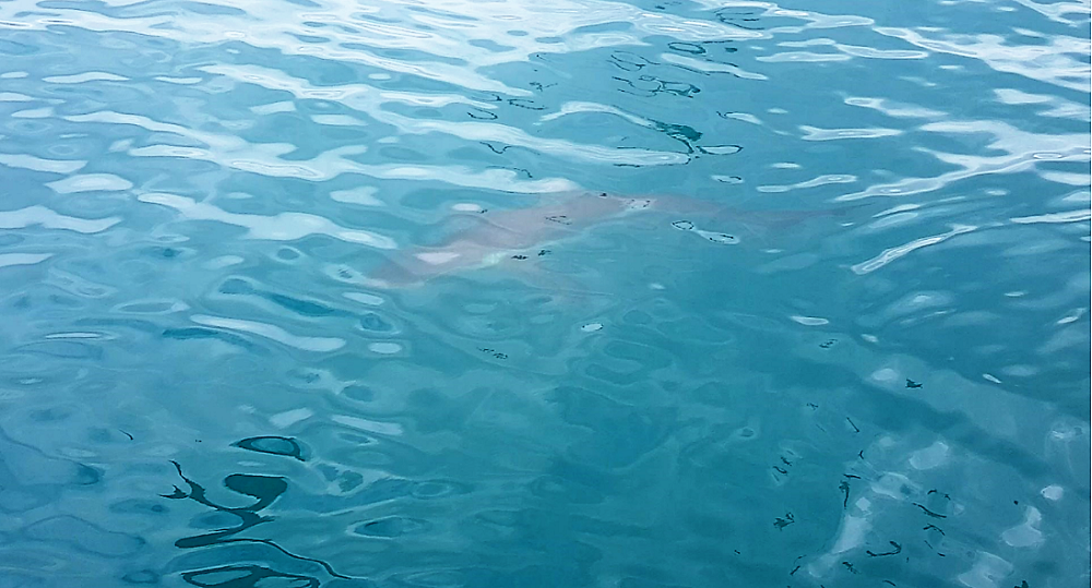 Mergulho com tubarões na África no Sul (1)